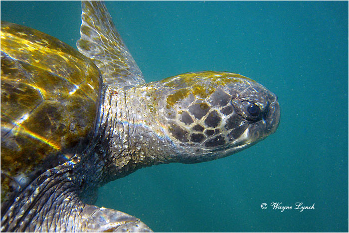 Black Sea Turtle 102 by Dr. Wayne Lynch &copy;